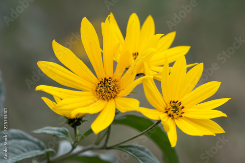 Fototapeta Naklejka Na Ścianę i Meble -  Three yellow heliopsis flowers on one stem - closeup
