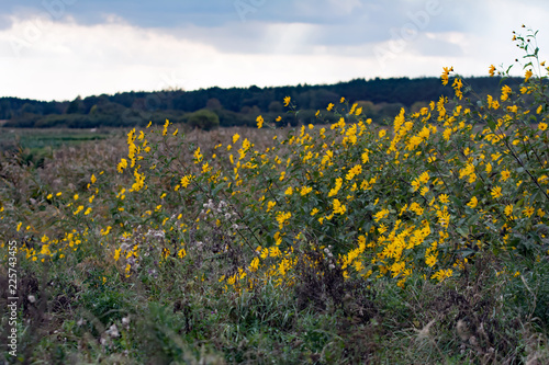 Fototapeta Naklejka Na Ścianę i Meble -  Wilderness - landscape with a big clump of yellow heliopsis flowers