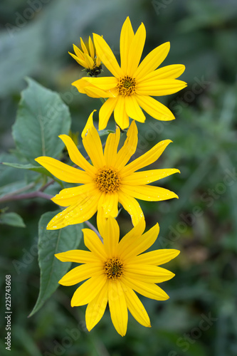 Fototapeta Naklejka Na Ścianę i Meble -  Closeup of three yellow heliopsis flowers growing in one row