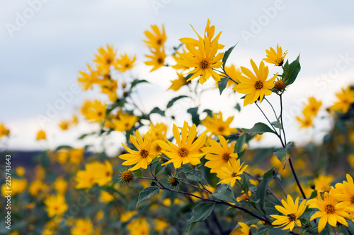 A few stems with many yellow heliopsis flowers against bluish sky