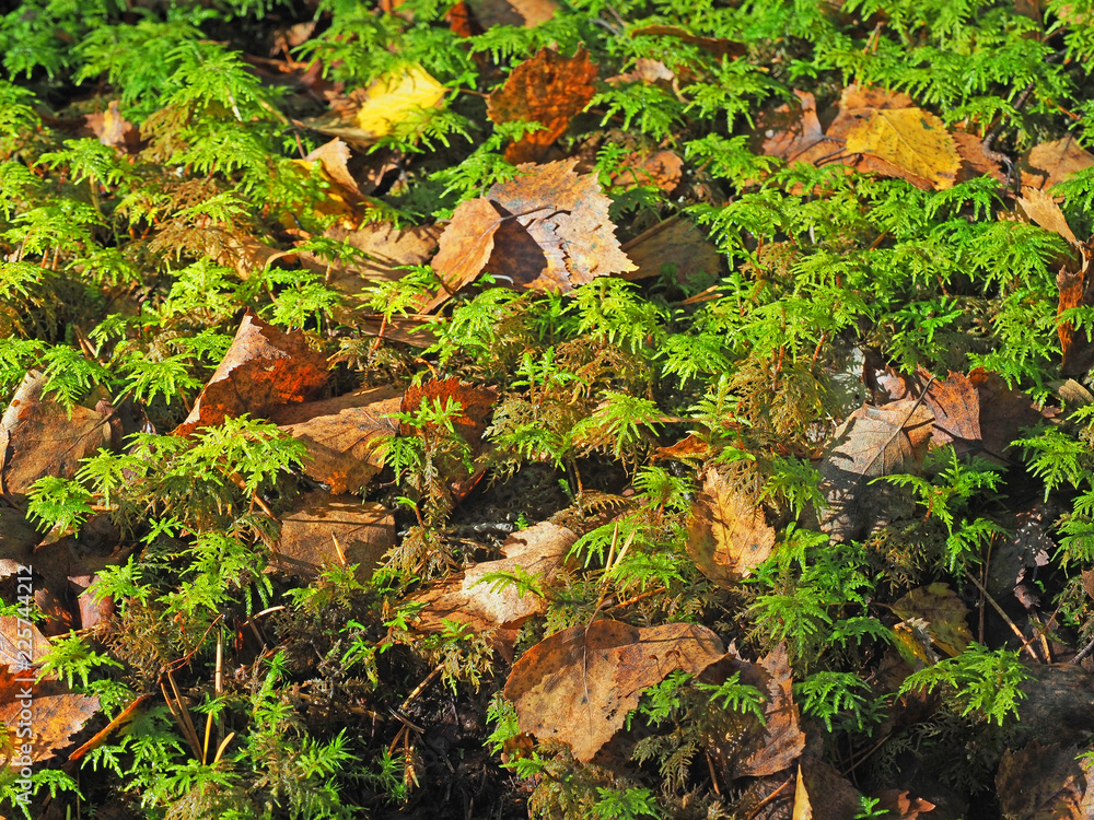 Fototapeta premium Natural autumn background. Green moss, fallen yellow and brown foliage. Hylocomium splendens