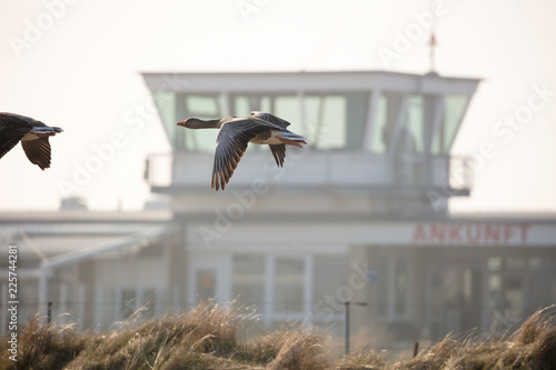 Fotografija Collisions between man-made structures (aircraft) and birds is a contributing fa