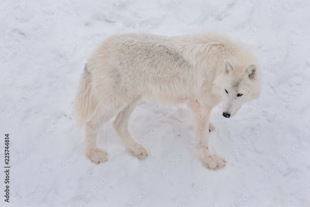 Fototapeta premium Wild alaskan tundra wolf is standing on a white snow. Canis lupus arctos. Polar wolf or white wolf.