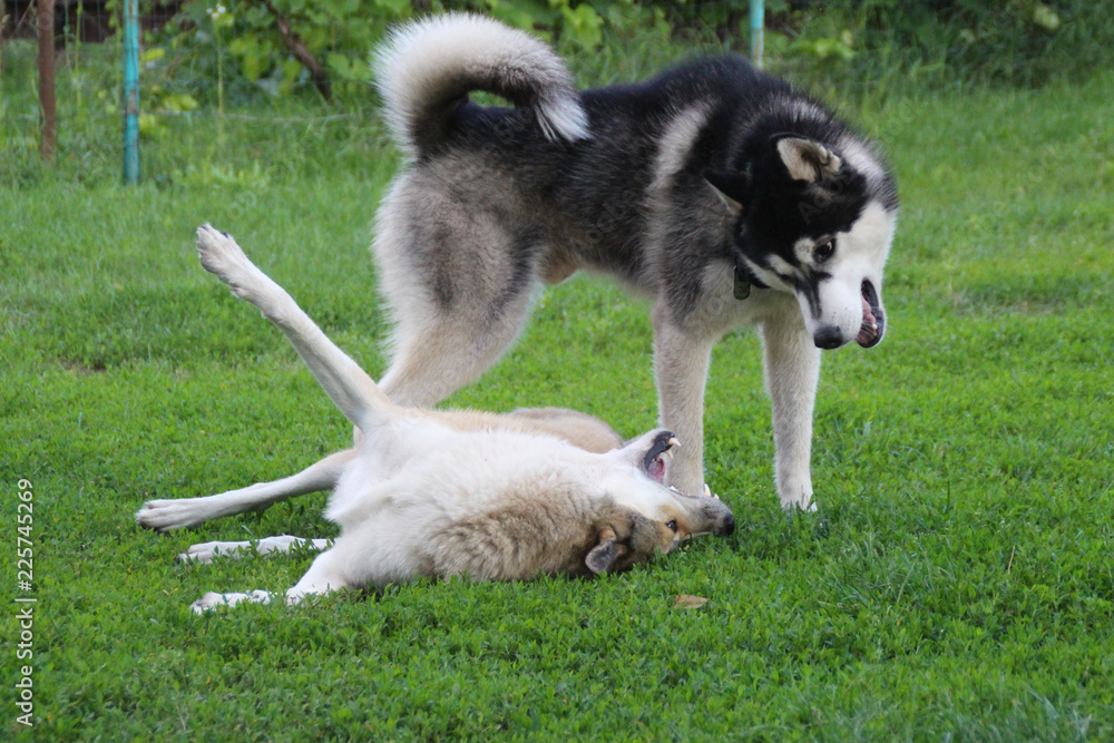 Husky and laika play on a green lawn.Game of two dogs