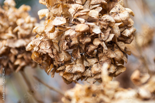 Fototapeta Naklejka Na Ścianę i Meble -  Withered hydrangea (hortensia) flowers