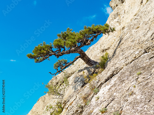 Lonely pine on the rock with blue sky on the background