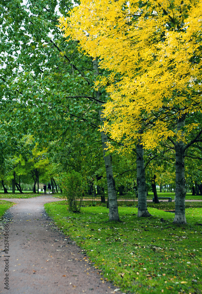 Naklejka premium Birch Trees alley in the park with yellow and red autumn leaves