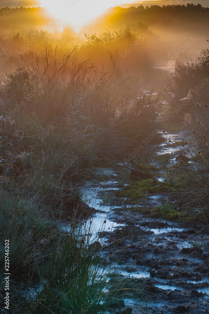 Naklejka premium Blakemere Moss Delemere Forest Sunrise amongst the Moss