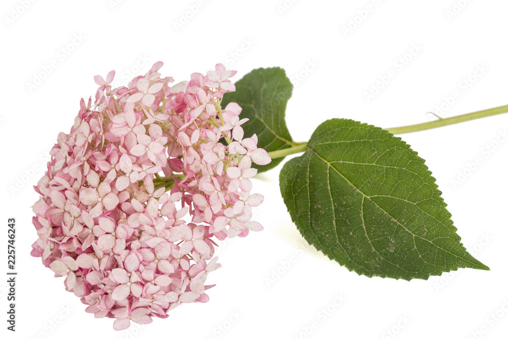 Inflorescence of the pink flowers of hydrangea close-up, isolated on white background