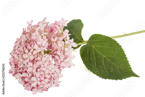 Inflorescence of  the pink flowers of hydrangea close-up, isolated on white background