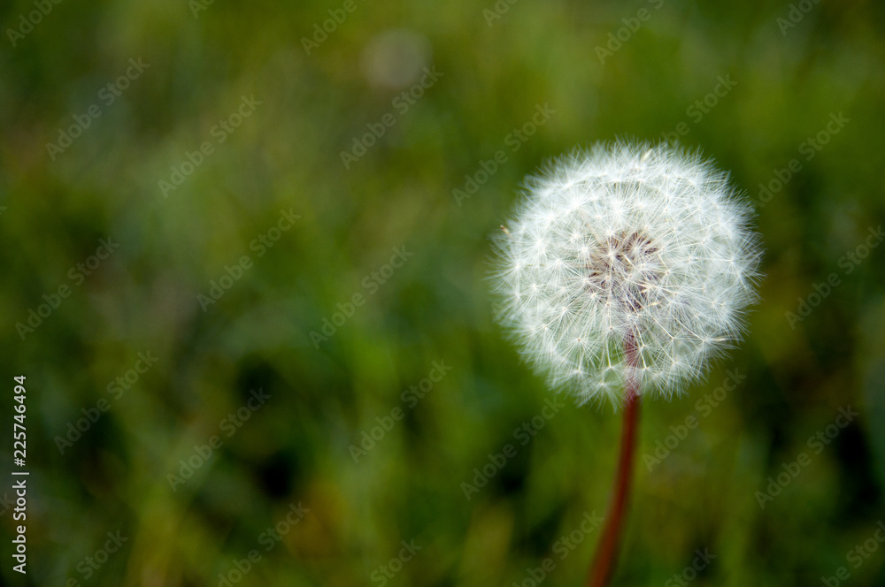 dandelion on background of green grass dandelion on background of green grass