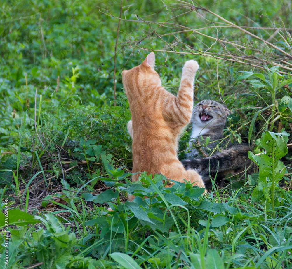 red and gray cats play, frolic and fight in the outdoors red and gray cats play, frolic and fight in the outdoors