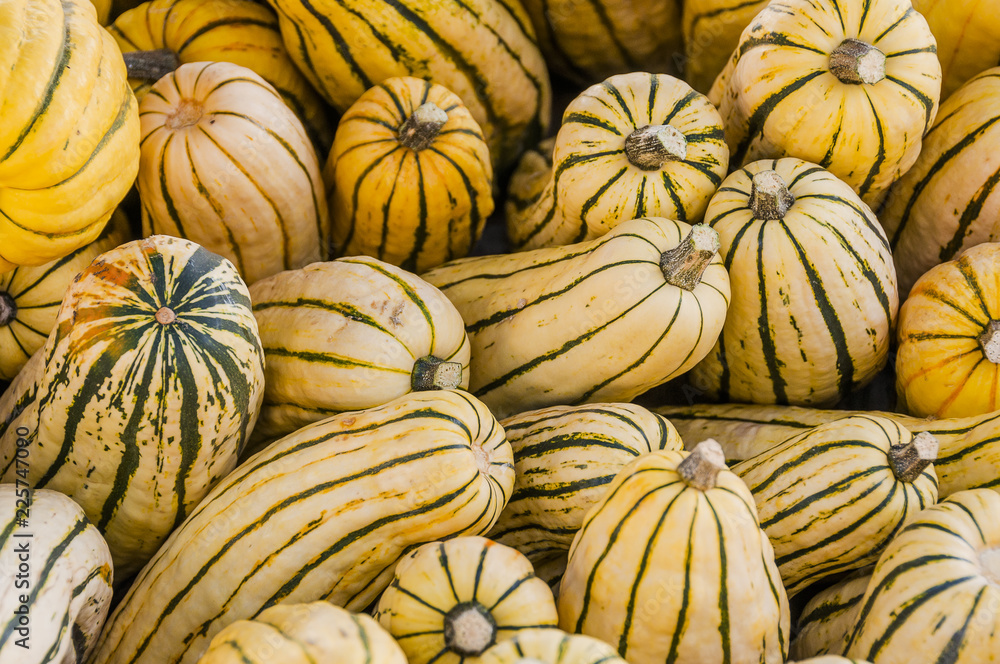 Kürbis, Delicata, Cucurbita Pepo, Speisekürbis, Spaghettikürbis, Gartenkürbis, Kürbisernte, Herbstfest, Herbstmarkt, Herbst, Schweiz Kürbis, Delicata, Cucurbita Pepo, Speisekürbis, Spaghettikürbis, Gartenkürbis, Kürbisernte, Herbstfest, Herbstmarkt, Herbst, Schweiz
