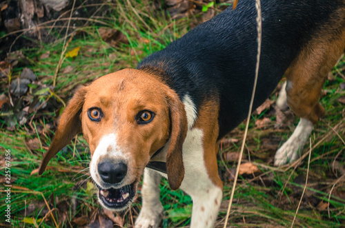 hunting, dog, pheasant, pointer, duck, hunter, bird, animal, nature, background, german, pet, hunt, field, pointing, dogs, portrait, brown, looking, breed, autumn, beautiful, white, sunset, grass