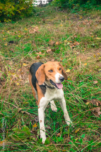 hunting, dog, pheasant, pointer, duck, hunter, bird, animal, nature, background, german, pet, hunt, field, pointing, dogs, portrait, brown, looking, breed, autumn, beautiful, white, sunset, grass
