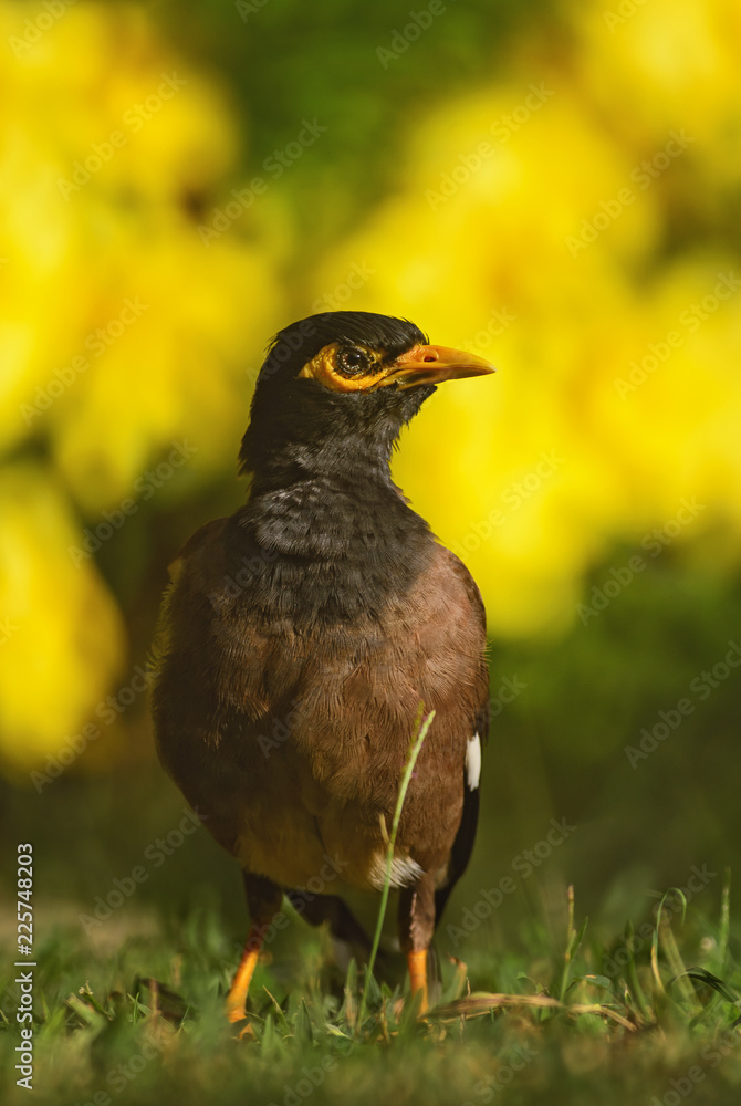 Fototapeta premium Common Myna - Acridotheres tristis, common perching bird from Asian gardens and woodlands, Thailand.