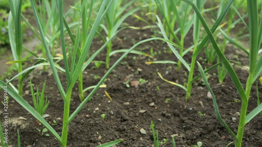 Garlic and onion growing in garden Garlic and onion growing in garden