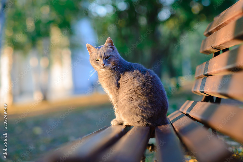Fototapeta premium Grey cat sitting on a wooden bench
