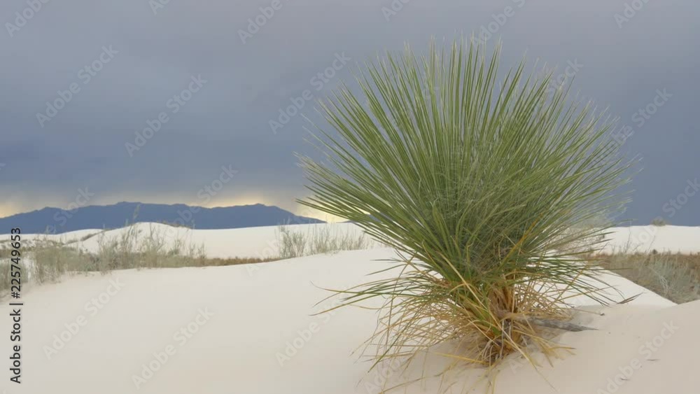 Loop of Soaptree swaying in wind before the storm in sandy desert Loop of Soaptree swaying in wind before the storm in sandy desert