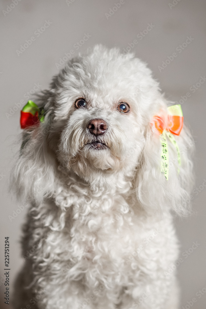 White dog in a grey background looking at the camera with yellow and orange ties on her ears and curly white hair White dog in a grey background looking at the camera with yellow and orange ties on her ears and curly white hair