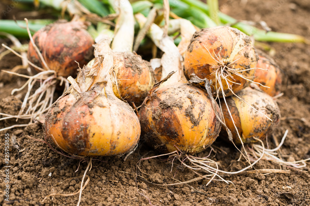 Freshly dug onion bulbs