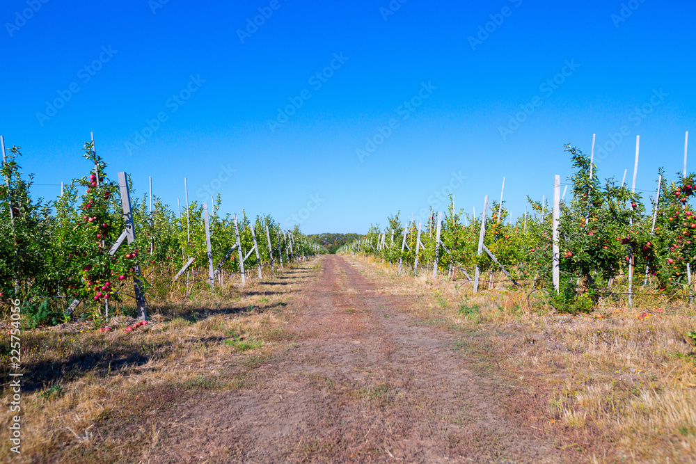 Fruit apple orchard with ripe apples on apple trees branches. Infinite perspective endless rows of plants in a large agricultural farm.