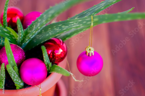 Aloe is decorated with New Year's toys