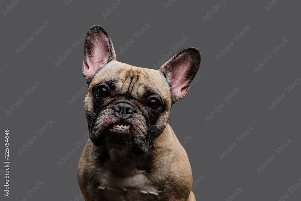 Close-up photo of a growling pug on gray background.