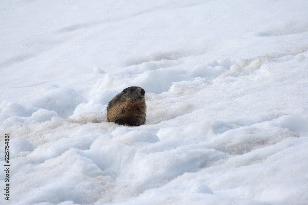 Marmot on a snow awoken in spring, Tatra Mountains, Poland