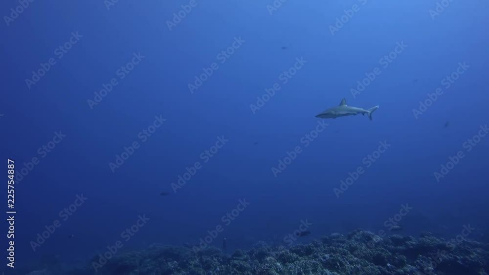 Sharks in sea, French Polynesia Sharks in sea, French Polynesia