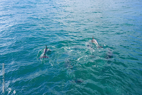 Wild dolphins playing in the water in the Bay of Islands, New Zealand © eqroy