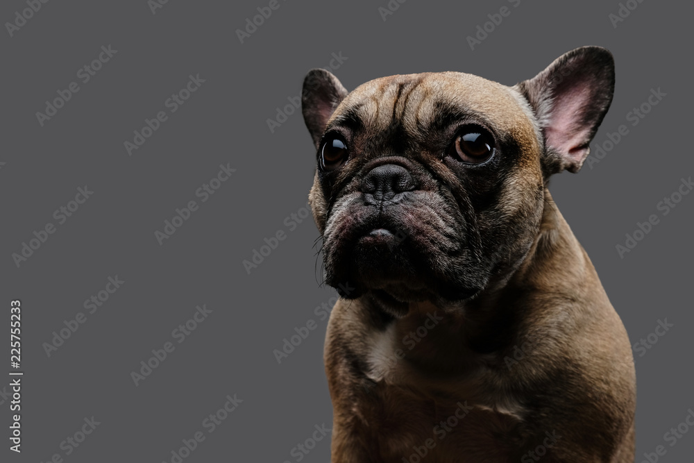 Close-up photo of a sad pug on a gray background.
