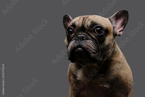 Close-up photo of a sad pug on a gray background. © Fxquadro