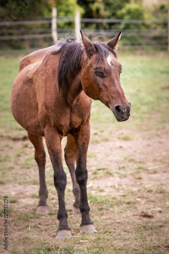 Wallpaper Mural horses living in belium Torontodigital.ca