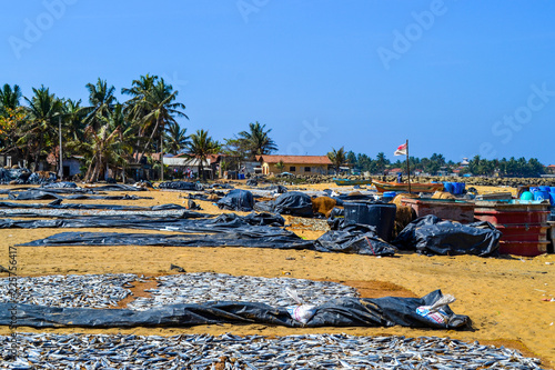 Vászonkép fish market in Negombo