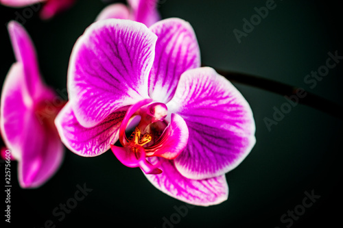 Orchid flower in garden. postcard and greeting card. Phalaenopsis orchid.