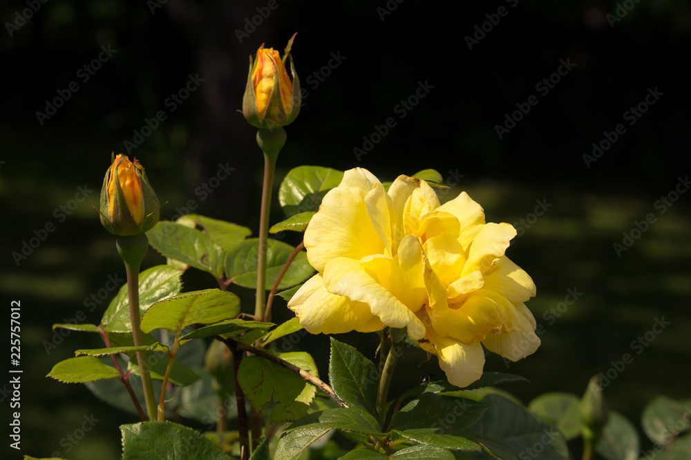Obraz premium Yellow Rose