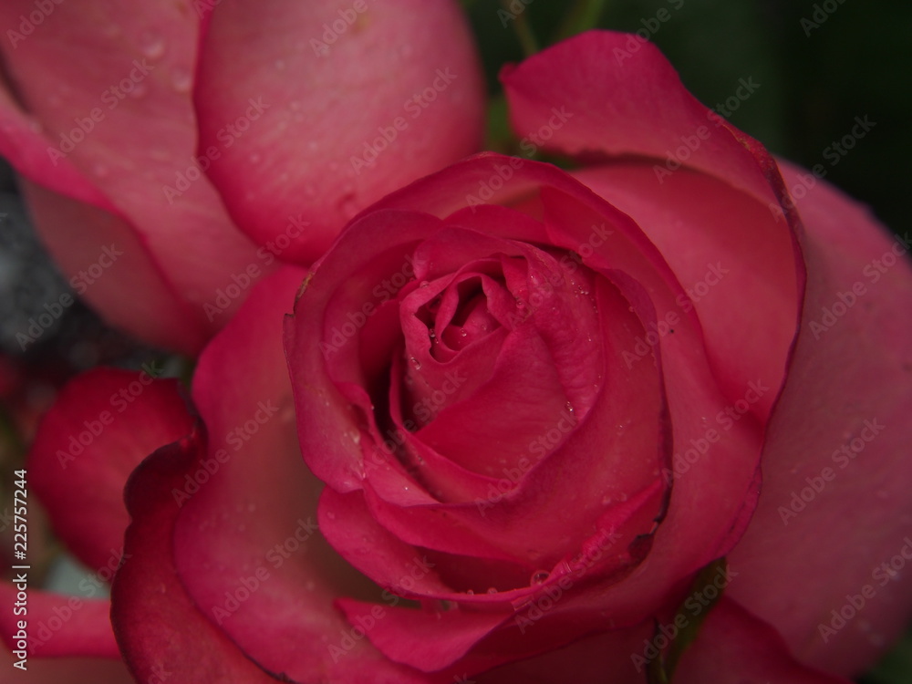Close-up of rose Bud petals pink. Delicate flowers. Close-up of rose Bud petals pink. Delicate flowers.