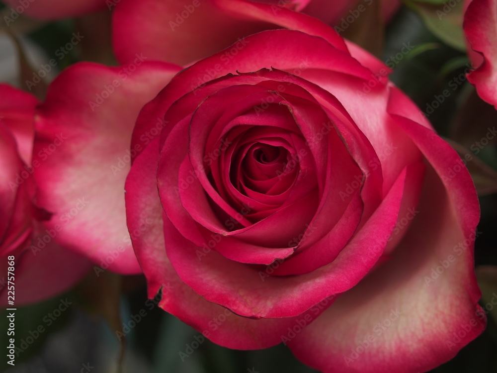 Close-up of rose Bud petals pink. Delicate flowers. Close-up of rose Bud petals pink. Delicate flowers.