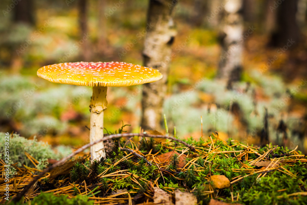 Toadstool, close up of a poisonous mushroom in the forest with copy space Toadstool, close up of a poisonous mushroom in the forest with copy space