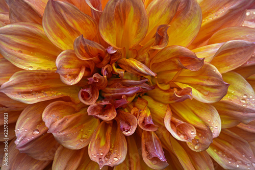 Fototapeta Naklejka Na Ścianę i Meble -  Close up of pink and yellow dahlia flower