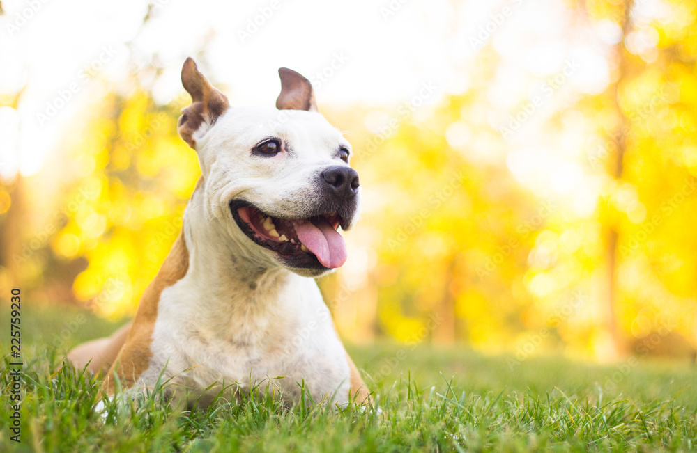 Autumn portrait of cute terrier dog 