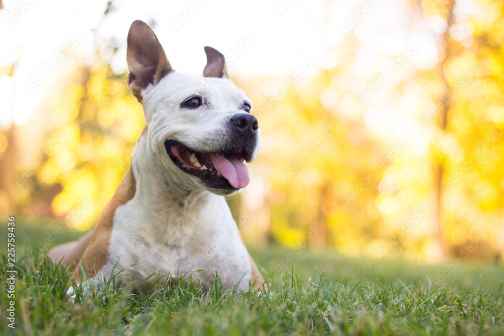 Autumn portrait of cute terrier dog 