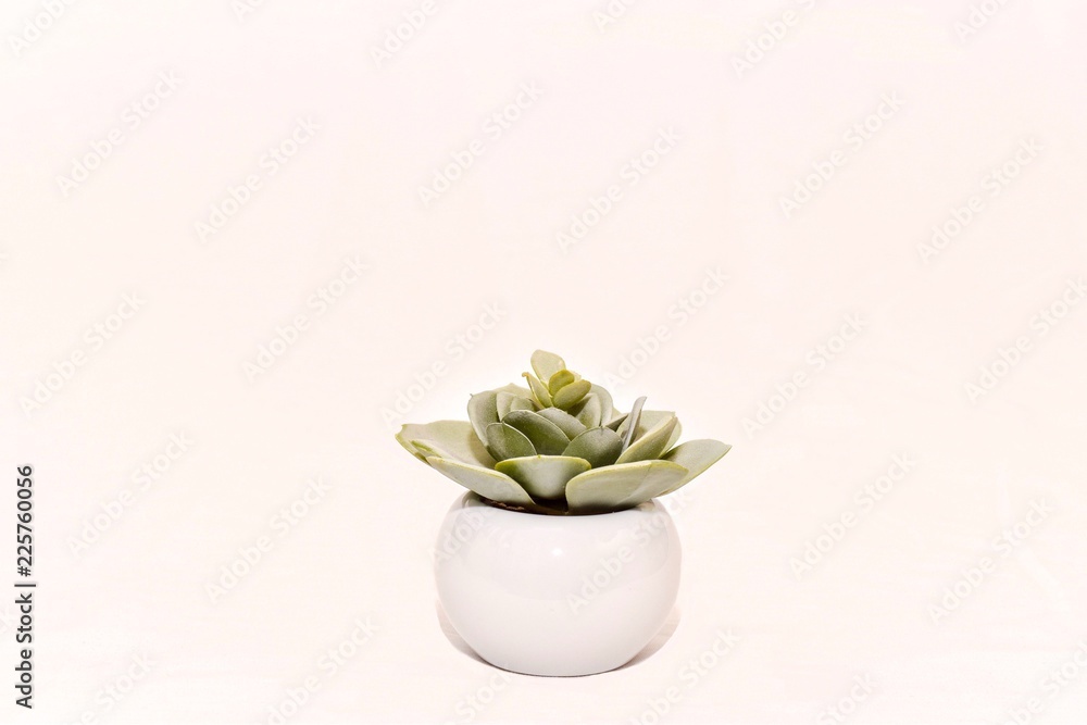 small green cactus in white pot on a white background