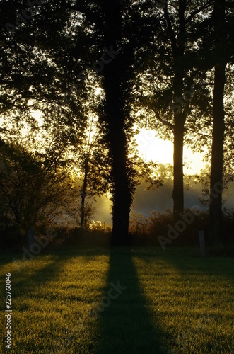 Fototapeta Naklejka Na Ścianę i Meble -  sunrise in the forest