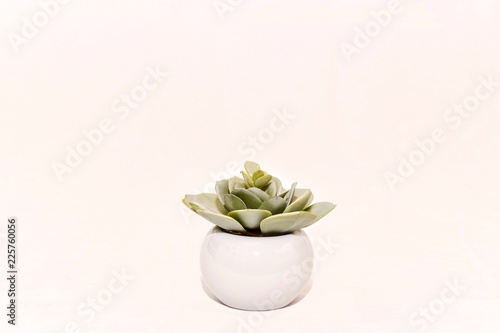 Obraz na płótnie small green cactus in white pot on a white background w salonie
