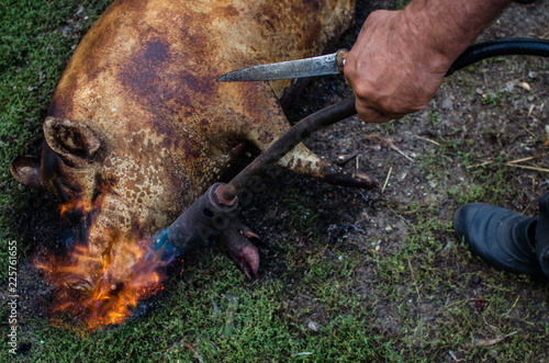 Butcher kills pigs. Primary treatment of pigs with fire after slaughter