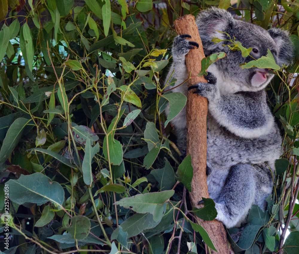 Obraz premium Koala jedząca liście eukaliptusa