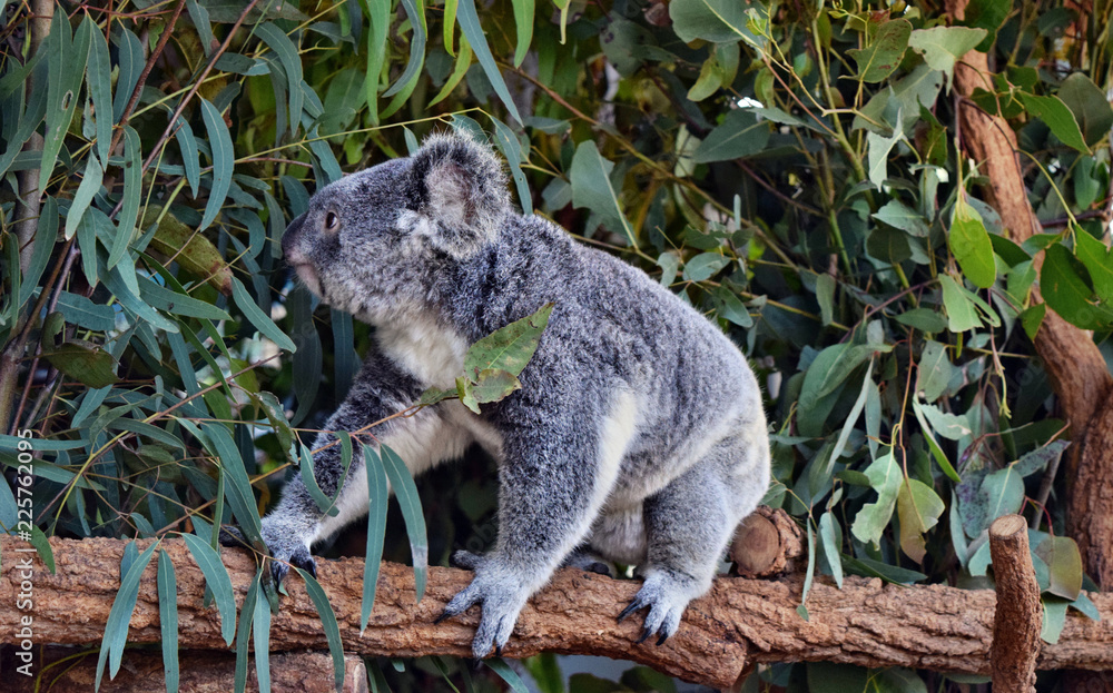 Obraz premium Koala chodzenie na gałęzi drzewa