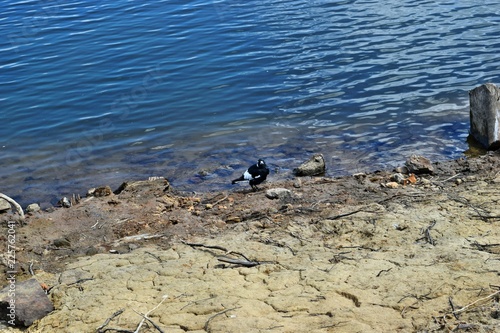 Australian Magpie by the Baroon lake photo